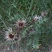 Carlina acaulis