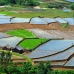 paddy field