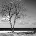 Leafless Tree