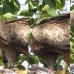Eagle's Day Out_01
