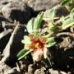 benjamin nobi, project borneo 3D.wmv