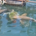OH...FISH