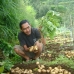 Potato Harvest