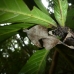 Dead Leaf Praying Mantis, Deroplatys desiccata