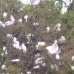 Bunch of Birds in White