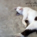 Sleepy Cat