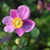 Travellin' Flower