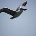 Ranganathittu Bird Sanctuary,Mysore,India