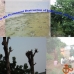 Deforestation