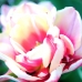 There are Small Glimpses of Beauty in Nature.. It Just Takes Time and the Right Moment to Capture It