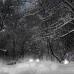 Dark Trees