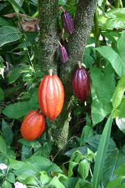 Fair Trade- from the jungles of Latin America to the stores of North America
