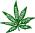 forevermaryjane