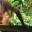 Junglehero
